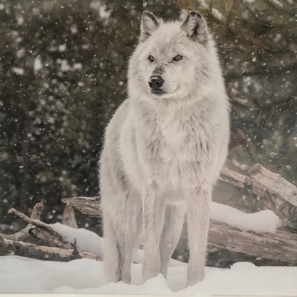 Huginn and Muninn - Picture 8 of 9